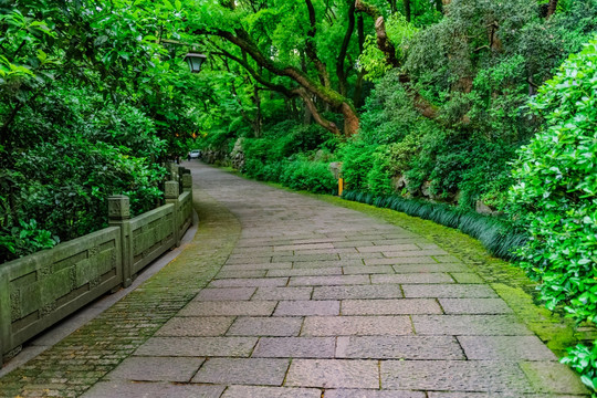 吴山景区 林荫道