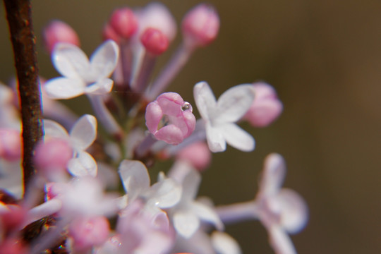 丁香 丁香花 春天 粉丁香 白