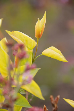 丁香 丁香花 春天 丁香树叶