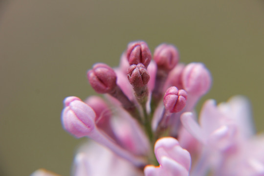 丁香 丁香花 春天 粉丁香 白