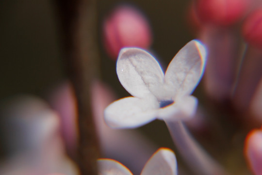 丁香 丁香花 春天 粉丁香 白