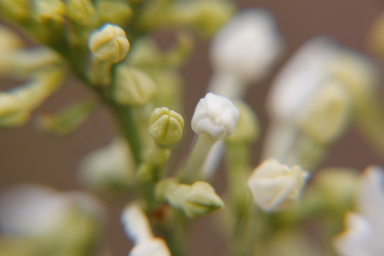 丁香 丁香花 春天 粉丁香 白