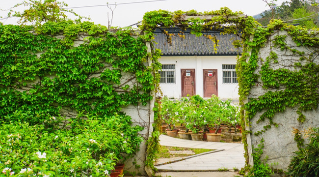 绿植庭院