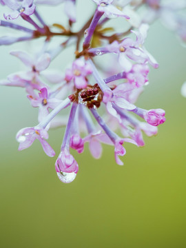 丁香雨滴