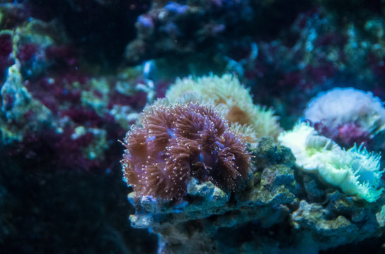 珊瑚