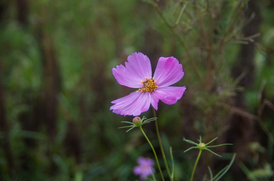 格桑花