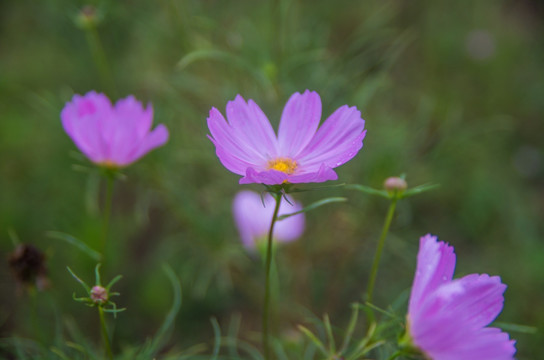 格桑花