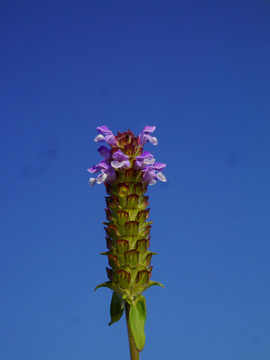 夏枯球花