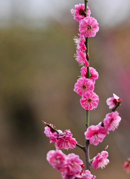 红梅 梅花高清