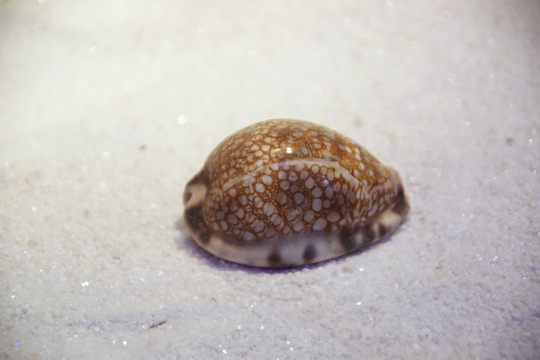 海洋贝类胎记宝螺