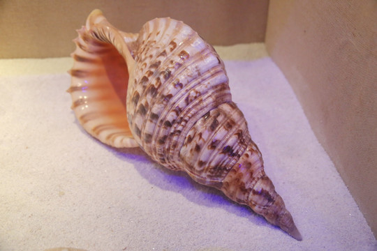 海洋贝类大法法螺螺