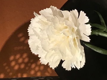 白色的花 