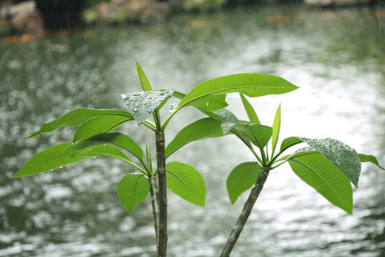 绿叶 雨滴