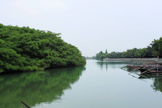 水景 树林