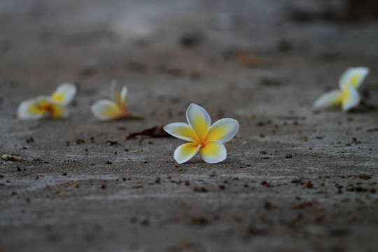 鸡蛋花