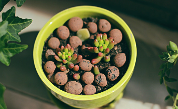 绿色花盆里的多肉植物