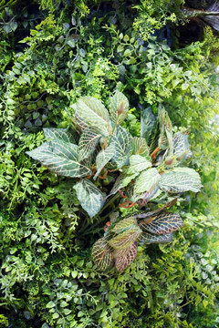 绿植墙 植物墙 上海 背景墙