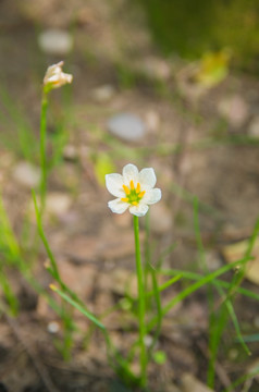 葱莲花