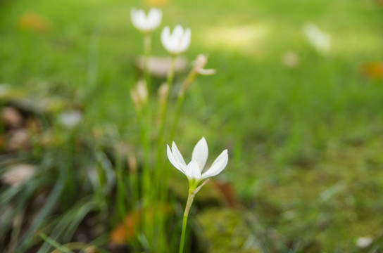 葱莲花