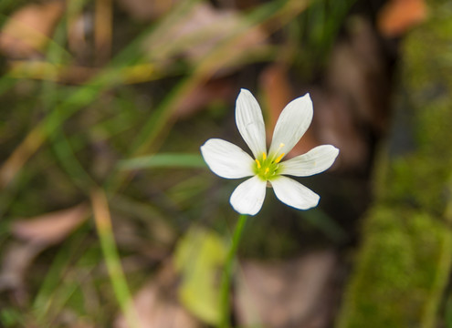 葱莲花