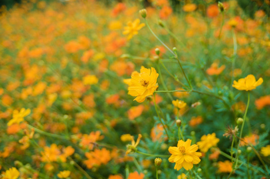 波斯菊