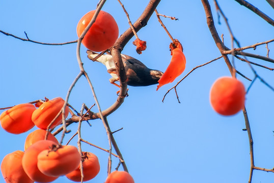 柿子树