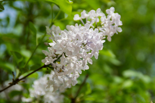 丁香花