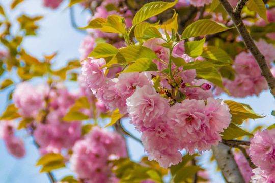 樱花