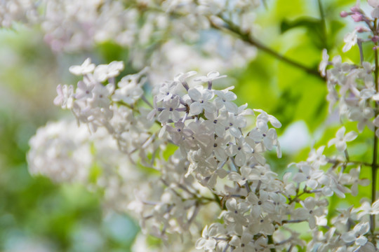 丁香花