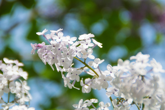 丁香花