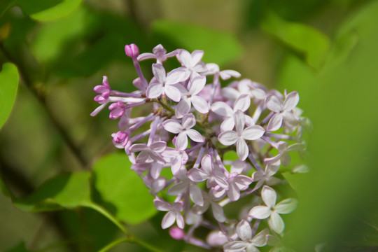 丁香花