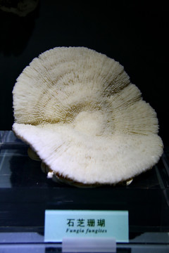 海洋生物石芝珊瑚