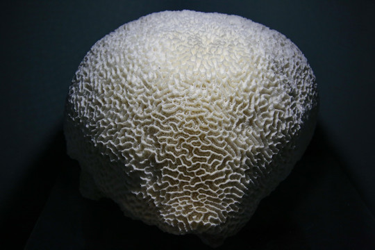 海洋生物精巧扁脑珊瑚