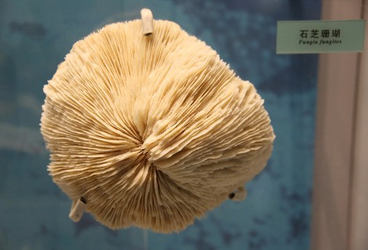 石芝珊瑚海洋生物