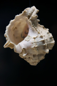 海洋贝类凤凰海螺
