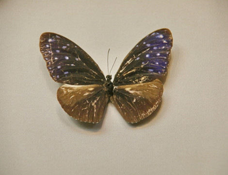 昆虫荧光蓝翅蝴蝶标本