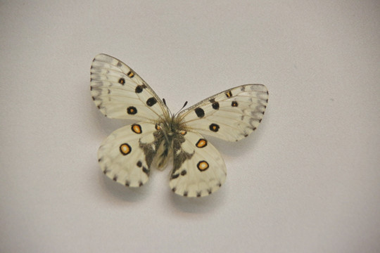 昆虫白翅黄斑点蝴蝶标本