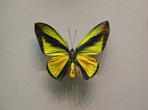 昆虫荧光黄黄绿色蝴蝶标本