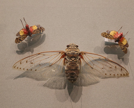 昆虫蜜蜜蜂标本