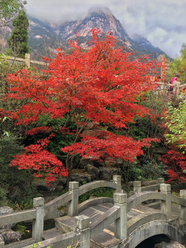 黄山风景