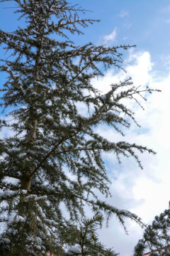 松柏 白雪 蓝天