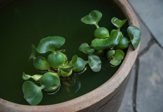 水葫芦