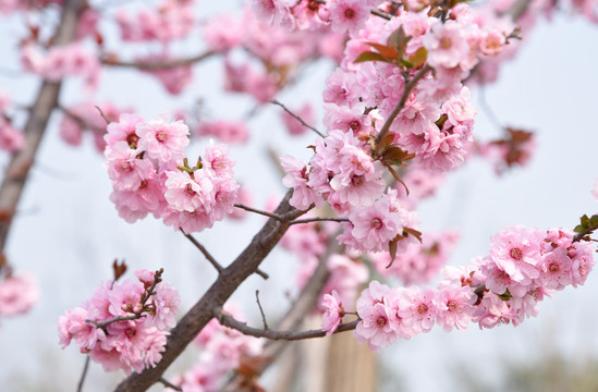 桃花