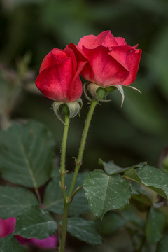 两只红色月季花