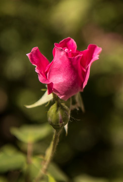 粉色月季花