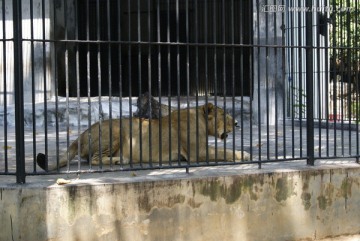 笼子里的母狮