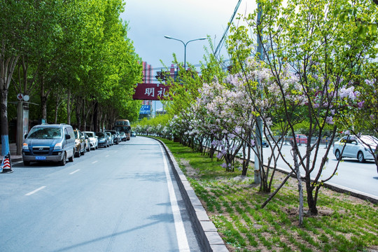 城市交通 城市绿化 丁香树