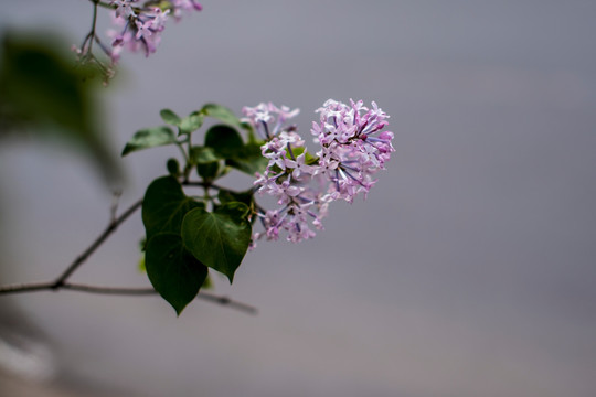 丁香花