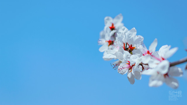 樱花特写