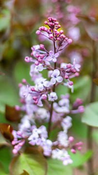 丁香花